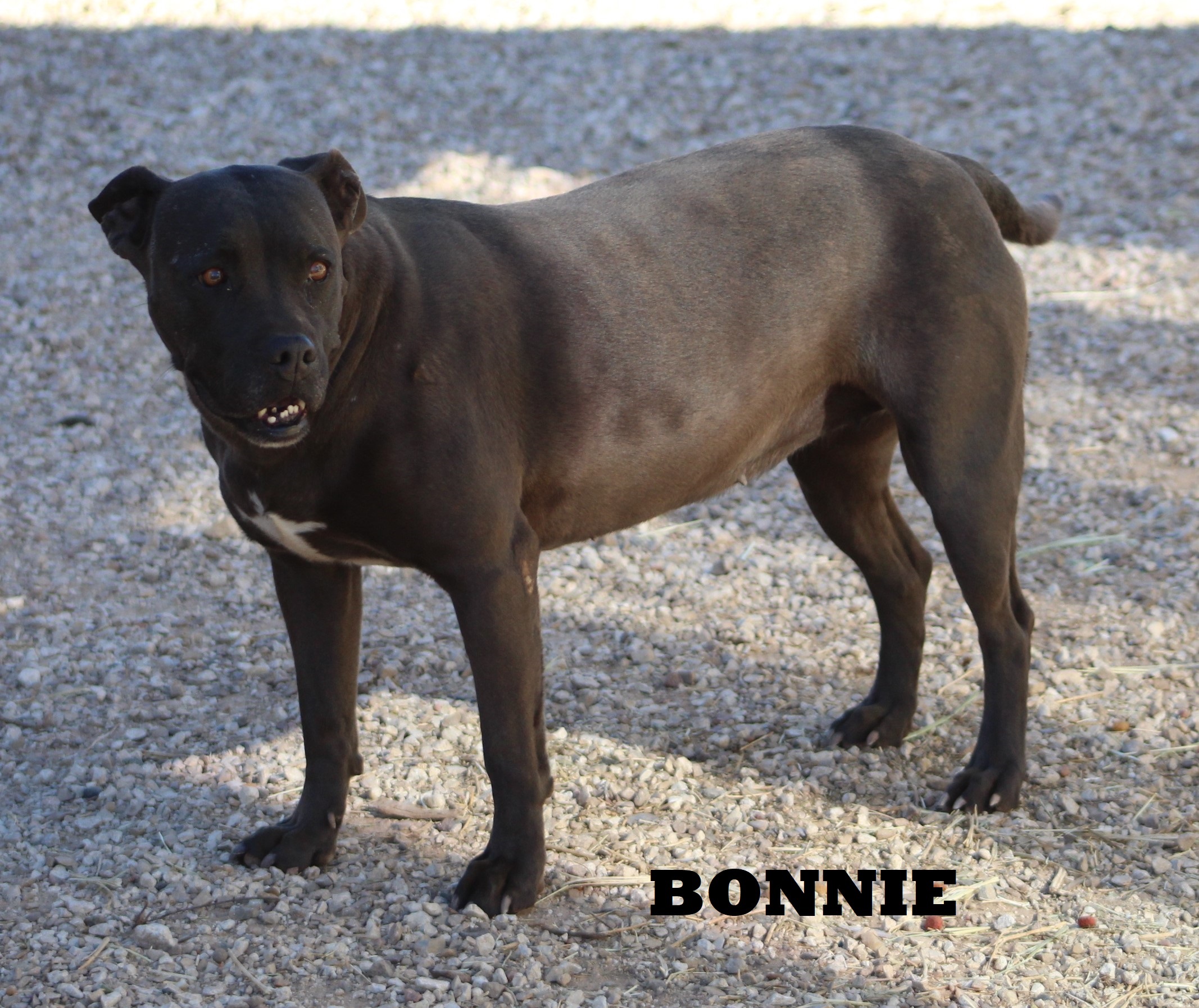 Bonnie, an adoptable Pit Bull Terrier, Boxer in Post, TX, 79356 | Photo Image 5