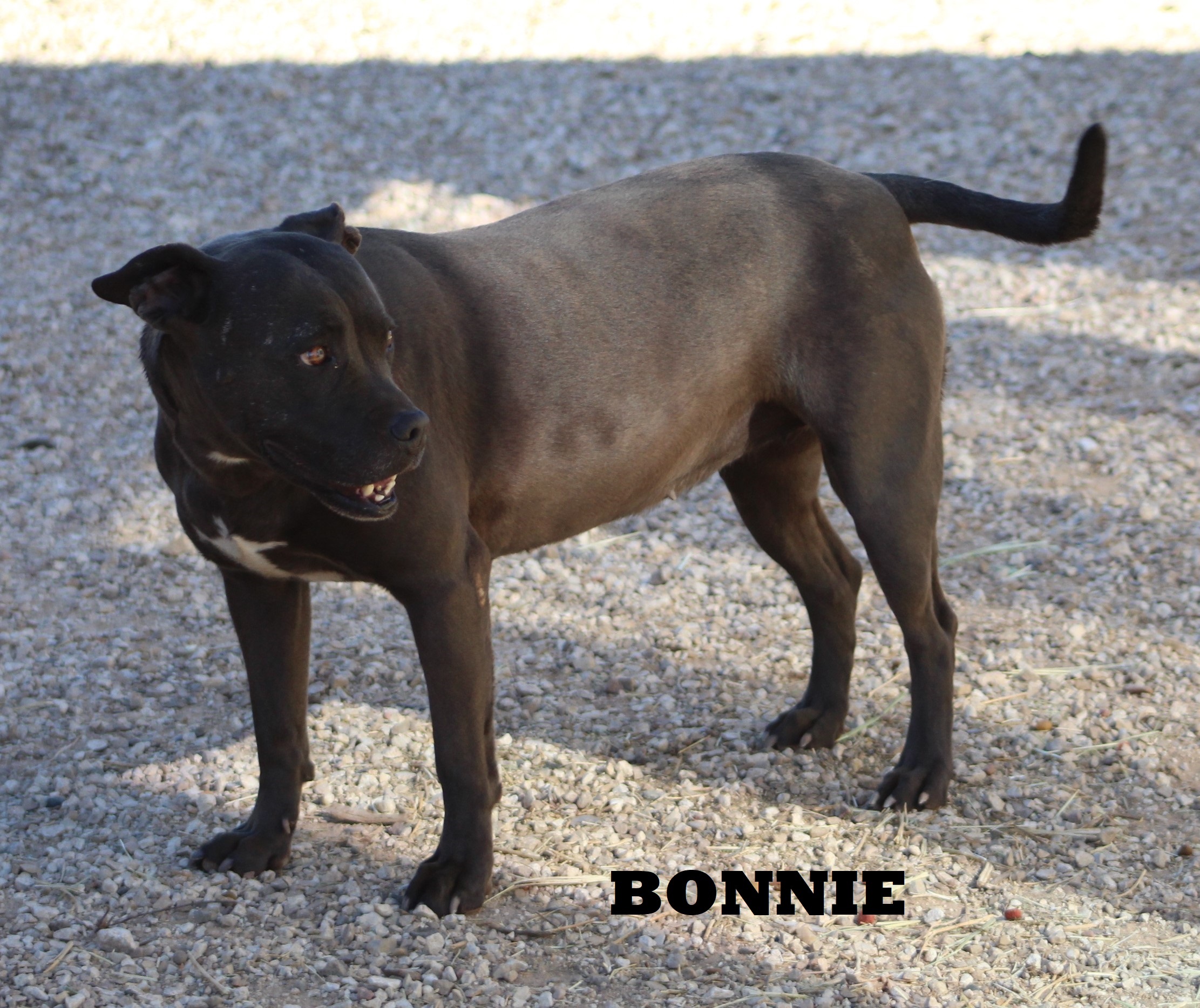 Bonnie, an adoptable Pit Bull Terrier, Boxer in Post, TX, 79356 | Photo Image 6