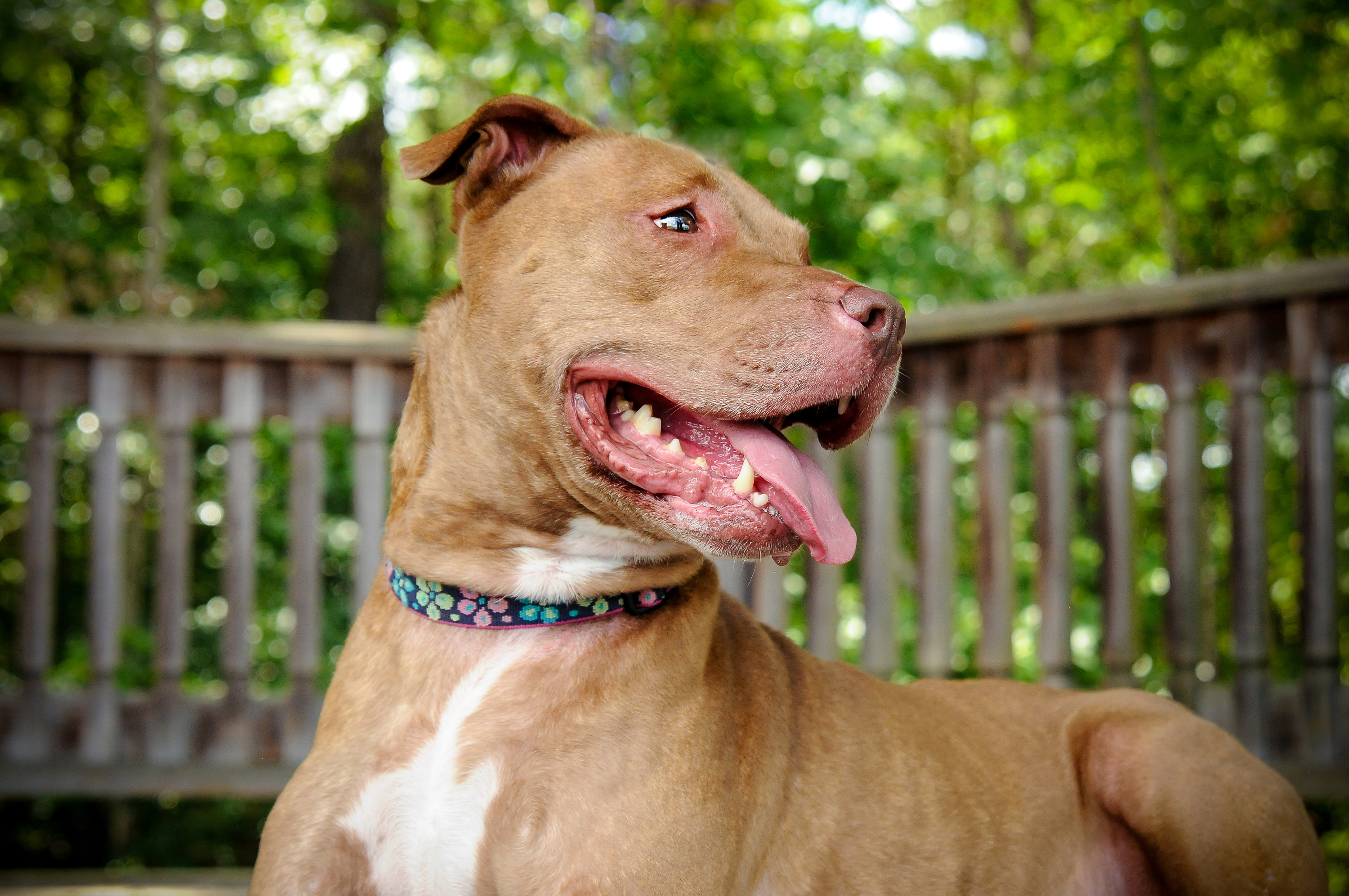 Coco, an adoptable Pit Bull Terrier in Voorhees, NJ, 08043 | Photo Image 5