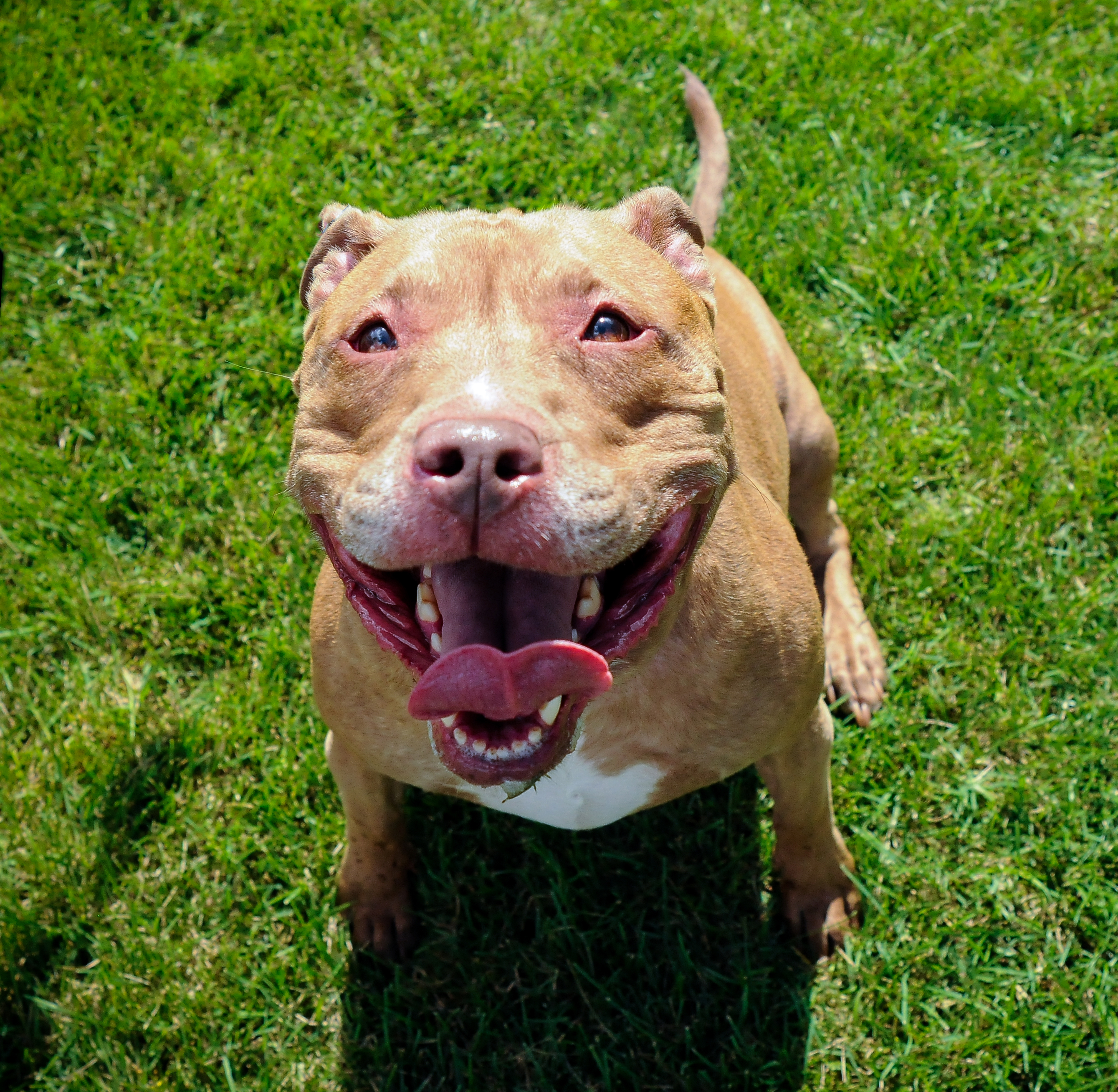 Coco, an adoptable Pit Bull Terrier in Voorhees, NJ, 08043 | Photo Image 6