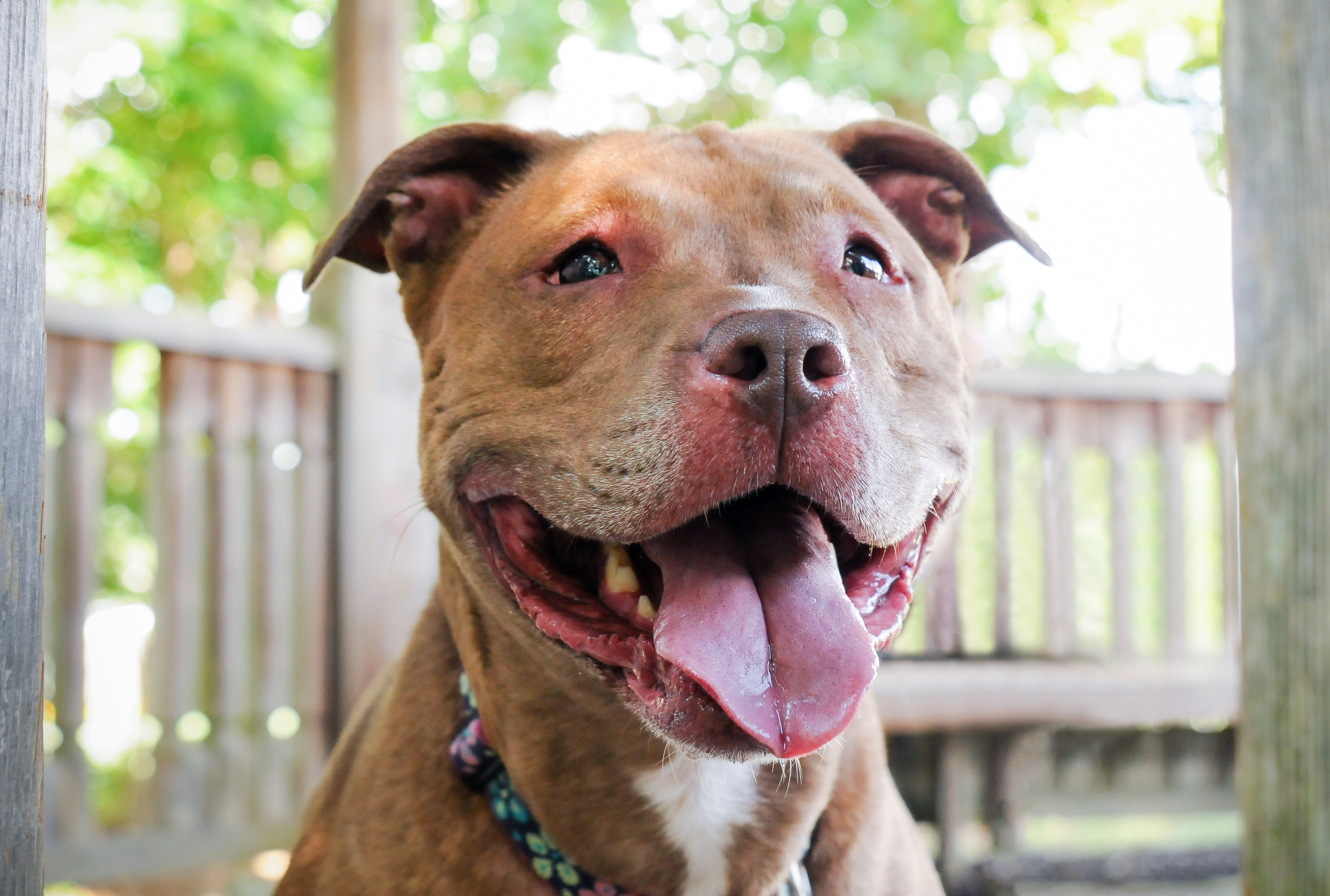 Coco, an adoptable Pit Bull Terrier in Voorhees, NJ, 08043 | Photo Image 1