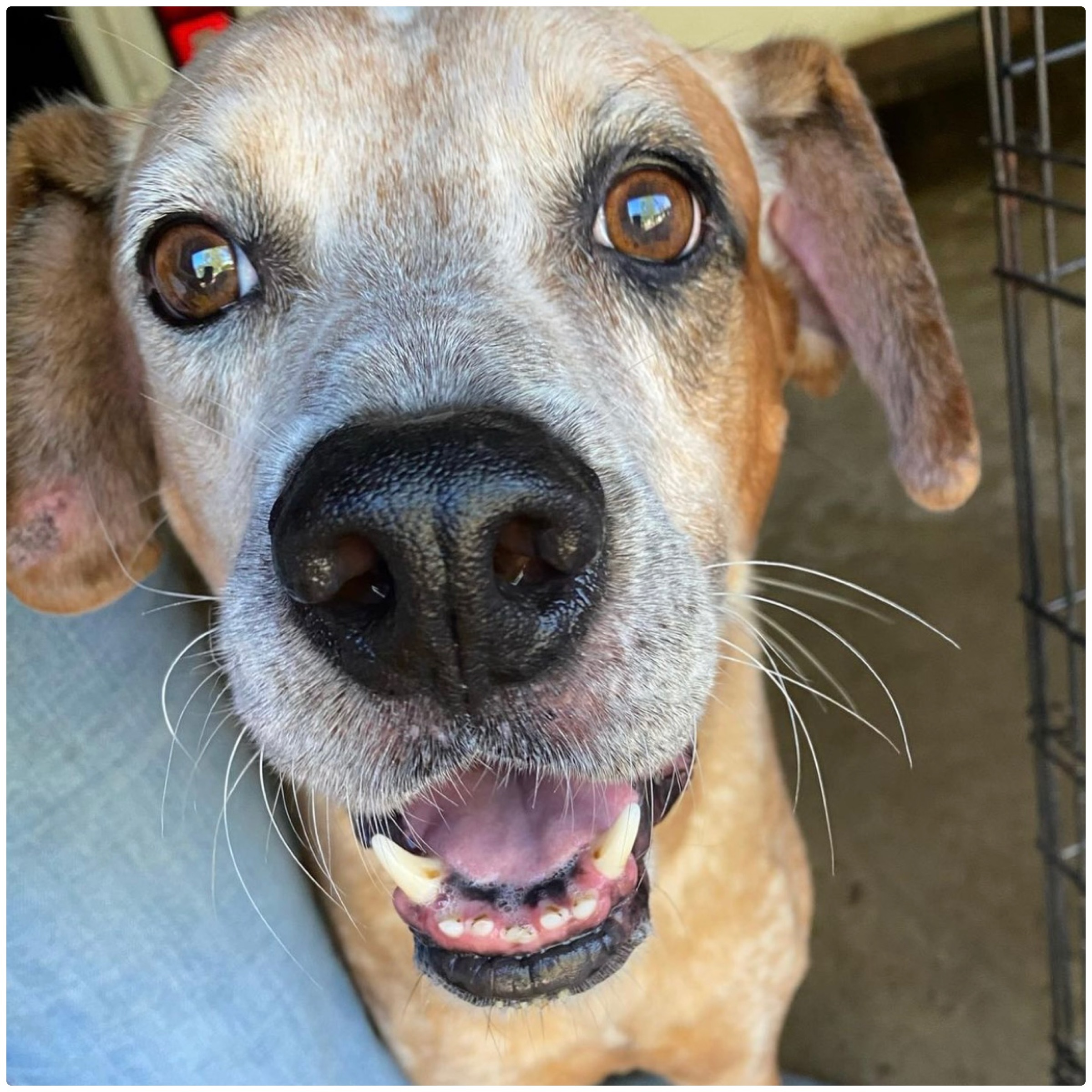 Hercules, an adoptable Cattle Dog in Kingwood, TX, 77325 | Photo Image 3