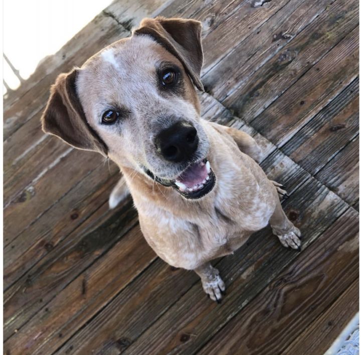 Hercules, an adoptable Cattle Dog Mix in Kingwood, TX_image-5