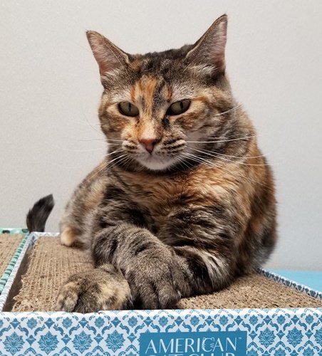 Mia, an adoptable Domestic Short Hair in Dallas, TX, 75135 | Photo Image 1