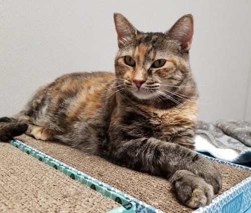 Mia, an adoptable Domestic Short Hair in Dallas, TX, 75135 | Photo Image 2