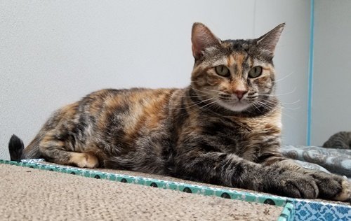 Mia, an adoptable Domestic Short Hair in Dallas, TX, 75135 | Photo Image 3