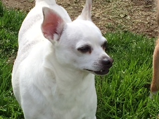 Falcor, an adoptable Chihuahua in Elk Grove, CA, 95758 | Photo Image 1
