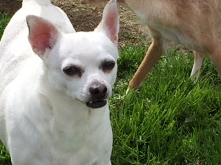 Falcor, an adoptable Chihuahua in Elk Grove, CA, 95758 | Photo Image 3