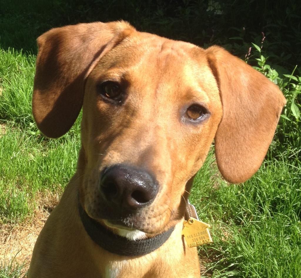 Jenny, an adoptable Yellow Labrador Retriever, Hound in Cortlandt Manor, NY, 10567 | Photo Image 1