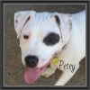 Petey VB 0215 *Deaf*Special Needs!