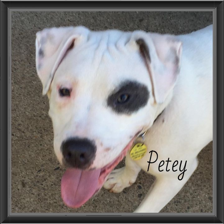 Petey VB 0215 *Deaf*Special Needs!, an adopted American Bulldog Mix in Warren, MI_image-2