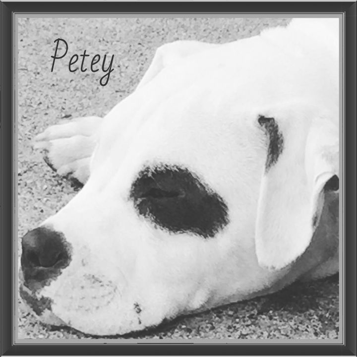 Petey VB 0215 *Deaf*Special Needs!, an adopted American Bulldog Mix in Warren, MI_image-3