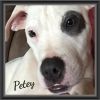 Petey VB 0215 *Deaf*Special Needs!