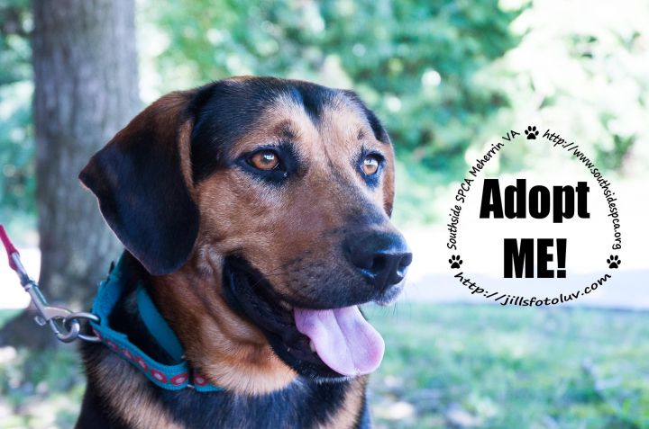 Hickory: Adopted! 1