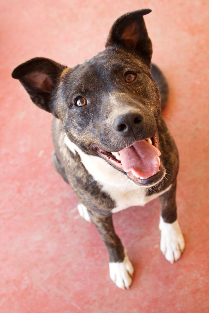 Zuko, an adoptable Terrier Mix in Peoria, AZ_image-2
