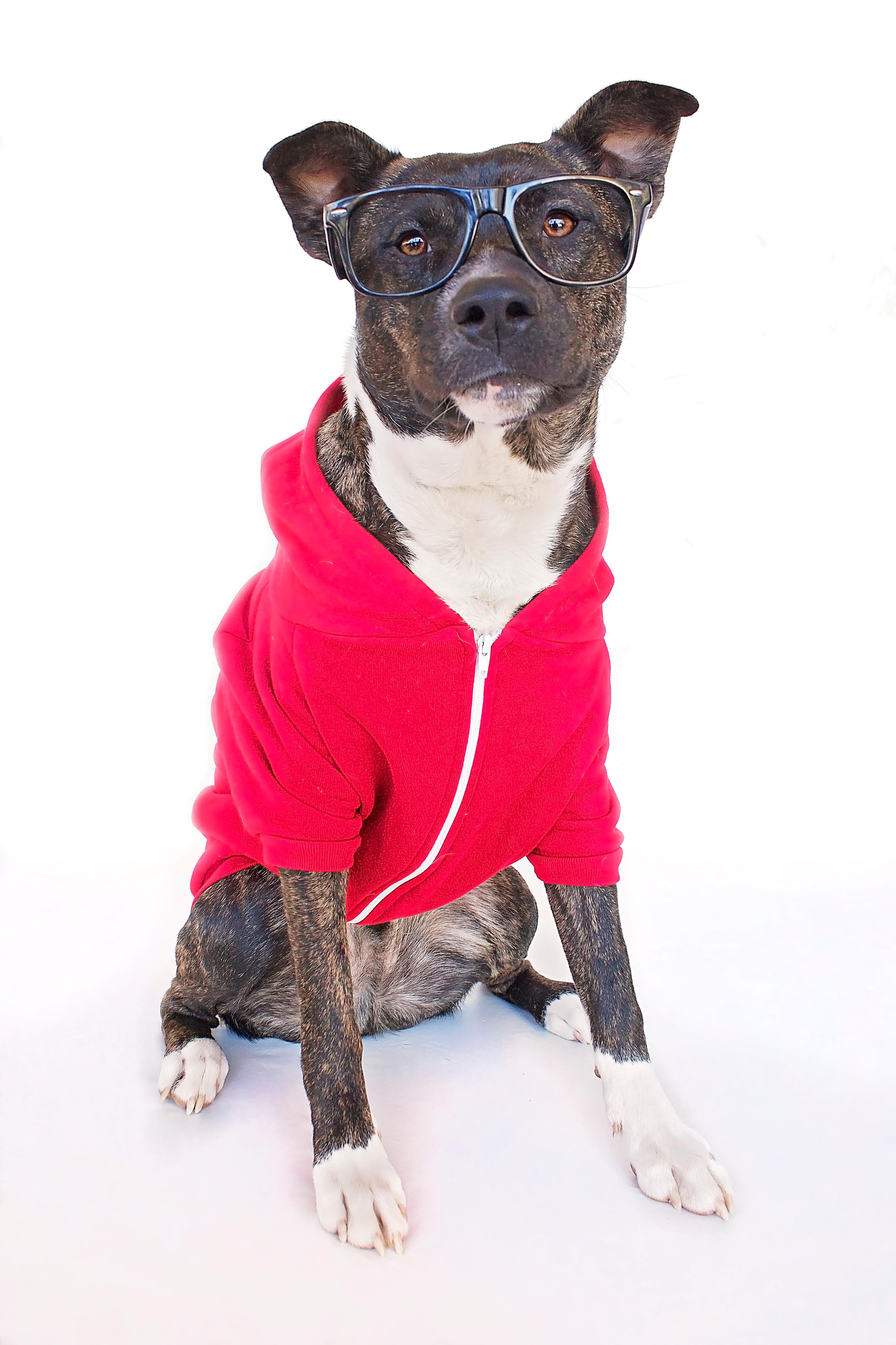 Zuko, an adoptable Terrier in Peoria, AZ, 85381 | Photo Image 3