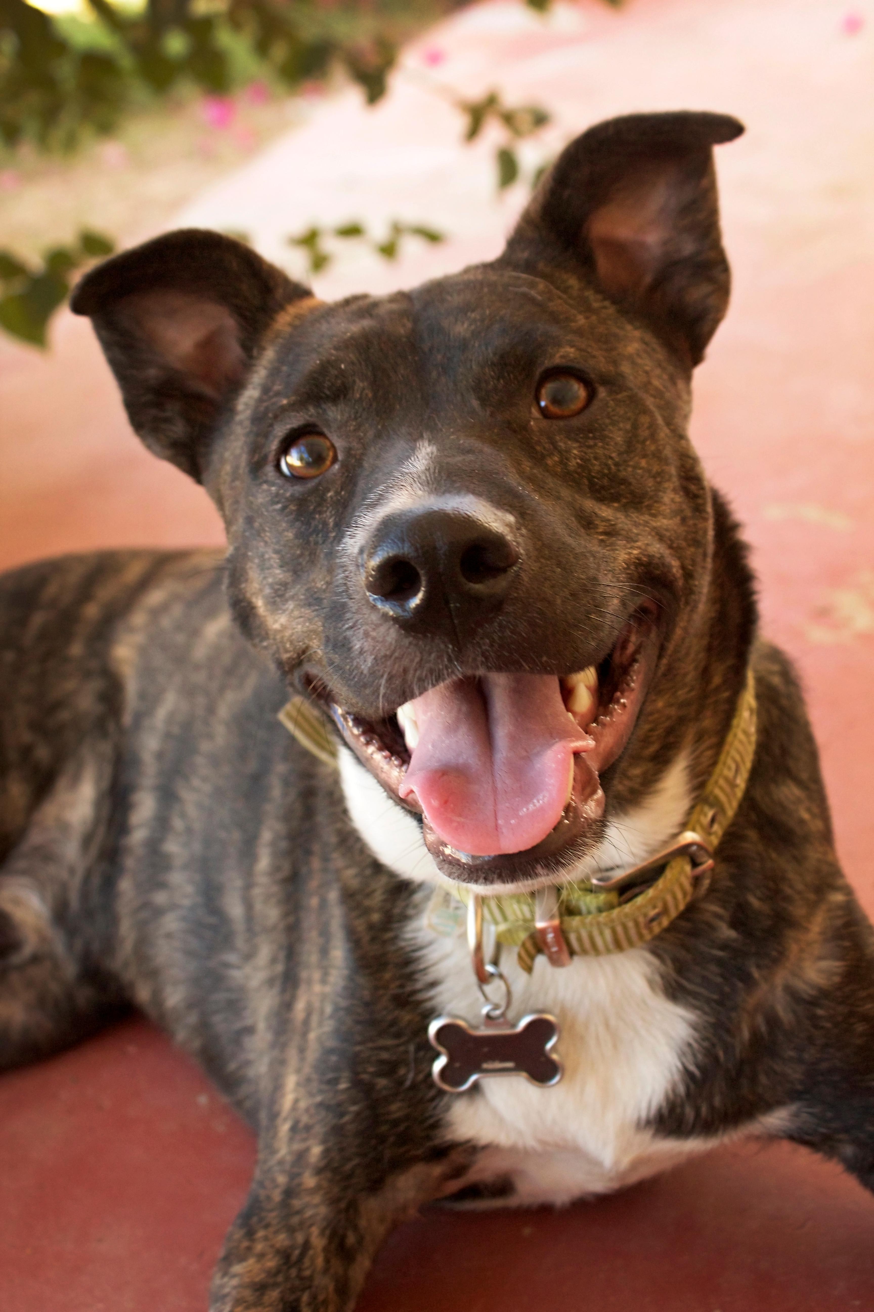 Zuko, an adoptable Terrier in Peoria, AZ, 85381 | Photo Image 4