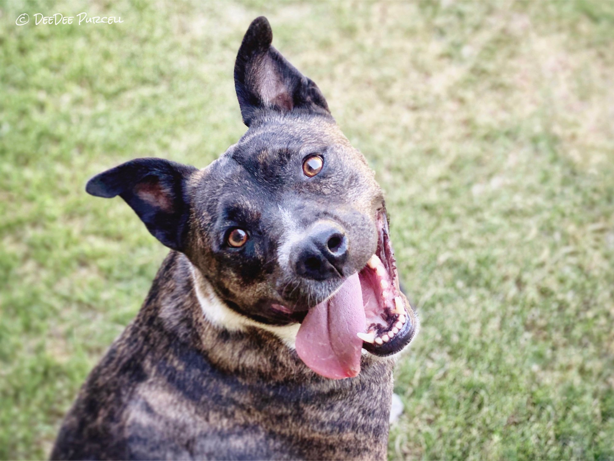 Zuko, an adoptable Terrier in Peoria, AZ, 85381 | Photo Image 1