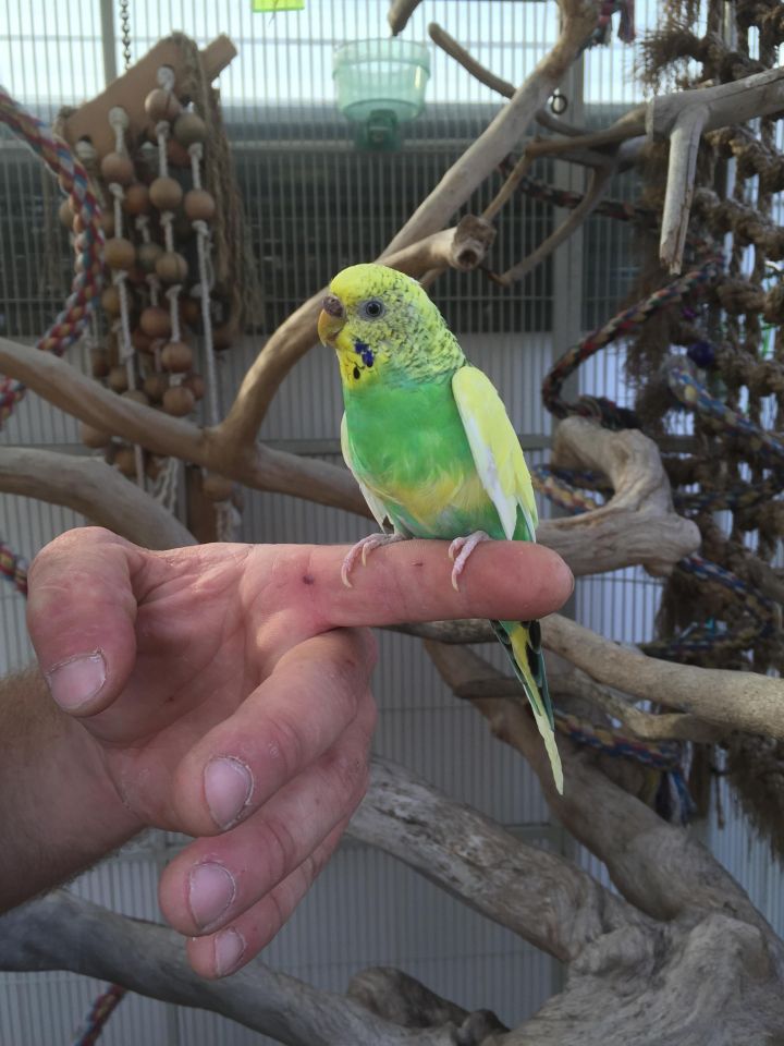 LGR Parakeets, an adoptable Parakeet (Other) in Woodbridge, NJ_image-1