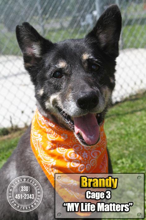 03 Brandy/Adopted