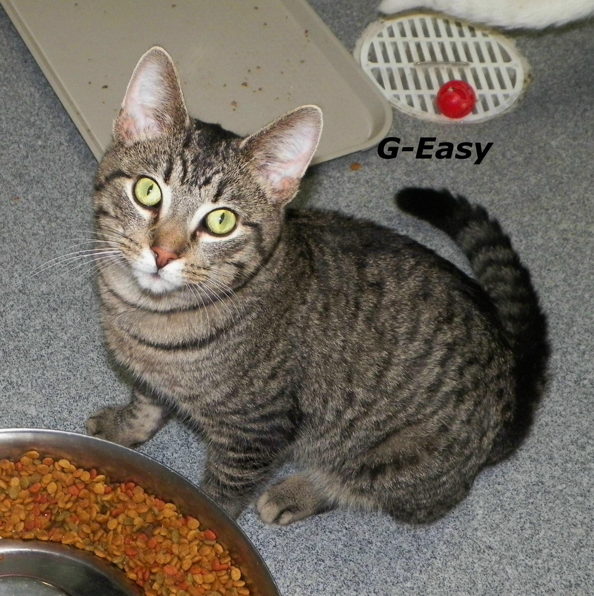 G-Easy, an adoptable Tabby in New Philadelphia, OH, 44663 | Photo Image 2