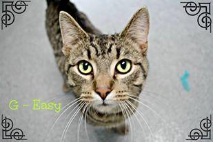 G-Easy, an adoptable Tabby in New Philadelphia, OH, 44663 | Photo Image 1