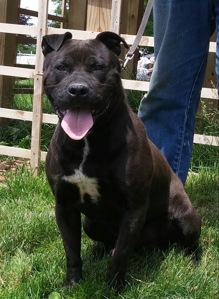ONYX - IN RESCUE 9+YRS., an adoptable Staffordshire Bull Terrier in Woodsfield, OH, 43793 | Photo Image 3