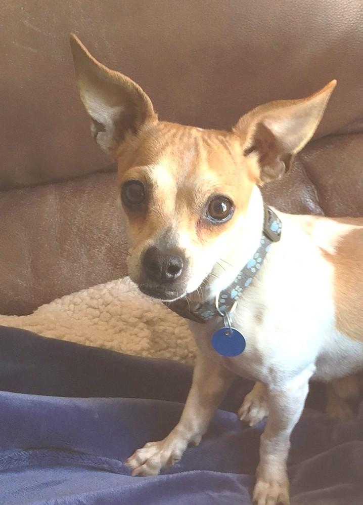 Rusty aka Royce, an adoptable Chihuahua in Las Vegas, NV, 89136 | Photo Image 2