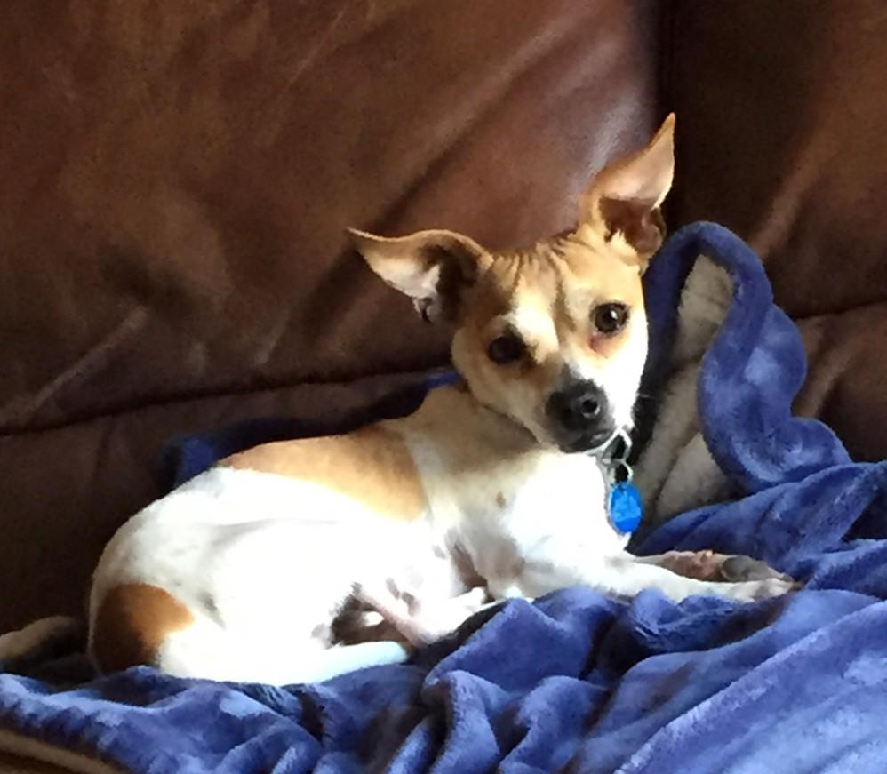 Rusty aka Royce, an adoptable Chihuahua in Las Vegas, NV, 89136 | Photo Image 1