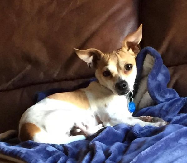 Rusty Aka Royce