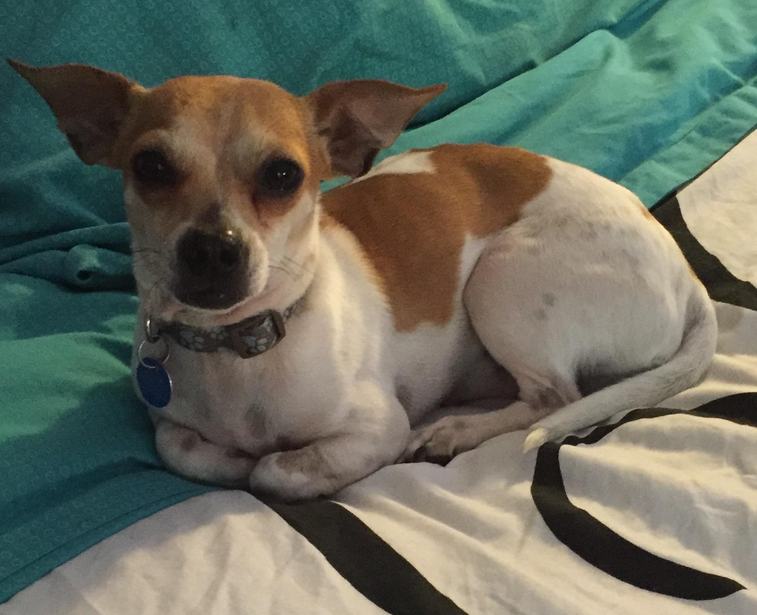 Rusty aka Royce, an adoptable Chihuahua in Las Vegas, NV, 89136 | Photo Image 3