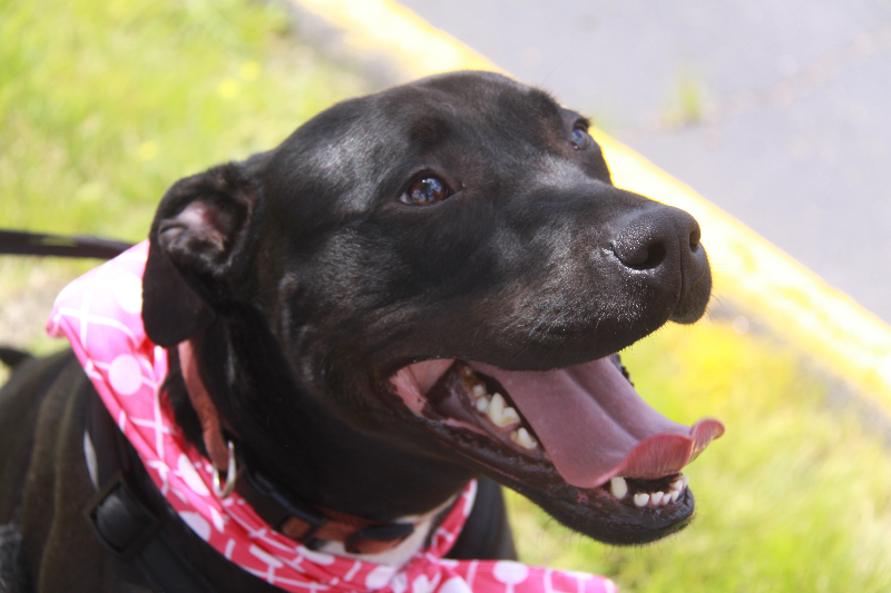 Darbie, an adoptable Black Labrador Retriever in Southington, CT, 06489 | Photo Image 1