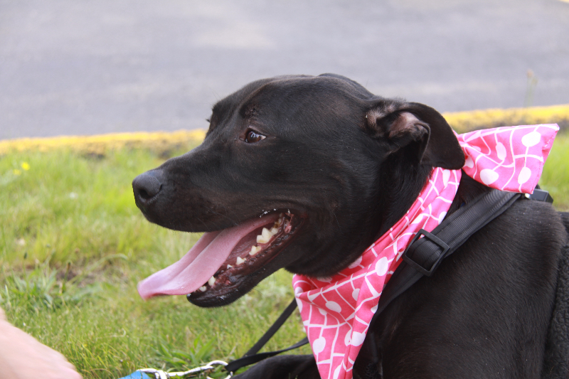 Darbie, an adoptable Black Labrador Retriever in Southington, CT, 06489 | Photo Image 2