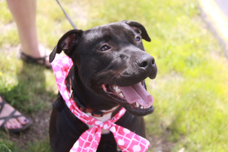 Darbie, an adoptable Black Labrador Retriever in Southington, CT, 06489 | Photo Image 3