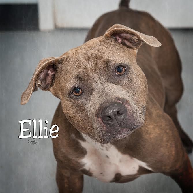 Ellie 1