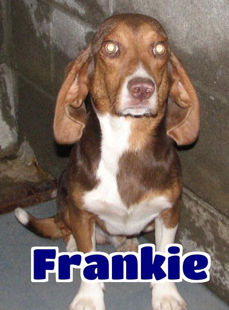 #168 Frankie - fostered MD