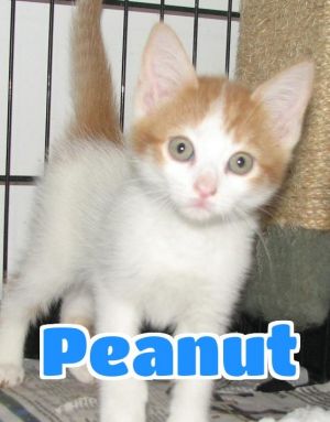 #3883 Peanut