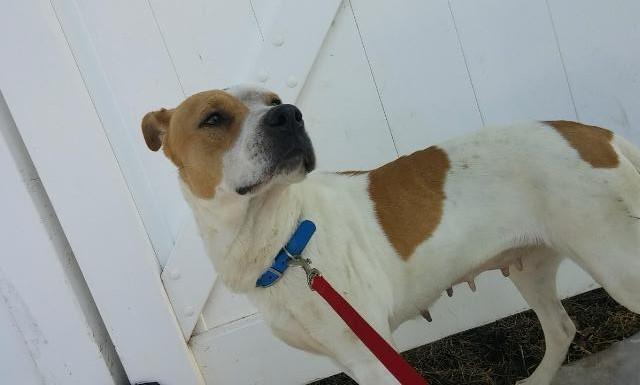 Rosie, an adoptable Labrador Retriever, Pit Bull Terrier in Mechanicsburg, PA, 17055 | Photo Image 1