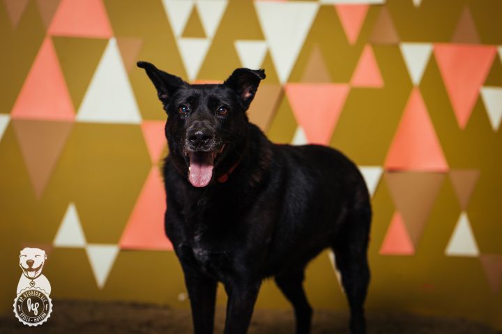 Dog For Adoption Oso A Black Labrador Retriever German