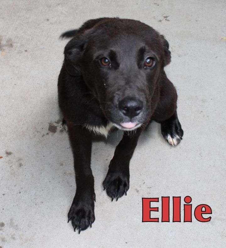 Ellie (Allen Co) 2