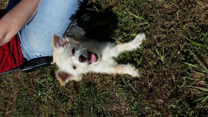 Willow 2