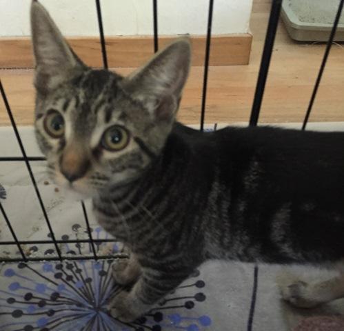 Cat for adoption - Zoey, a Tabby & Domestic Medium Hair ...