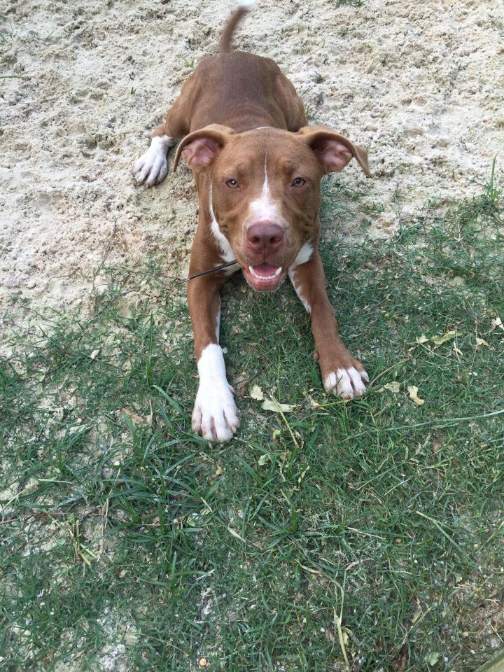Hershey, an adoptable Labrador Retriever & Staffordshire Bull Terrier Mix in Baton Rouge, LA_image-1