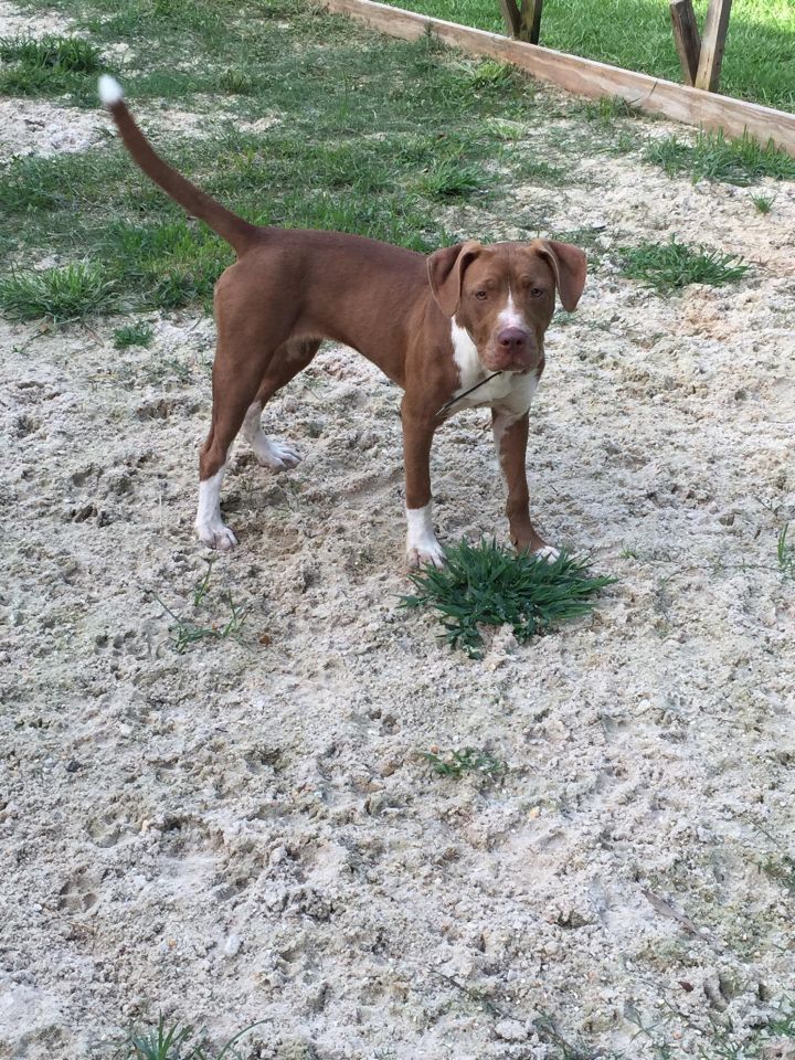 Hershey, an adoptable Labrador Retriever & Staffordshire Bull Terrier Mix in Baton Rouge, LA_image-2