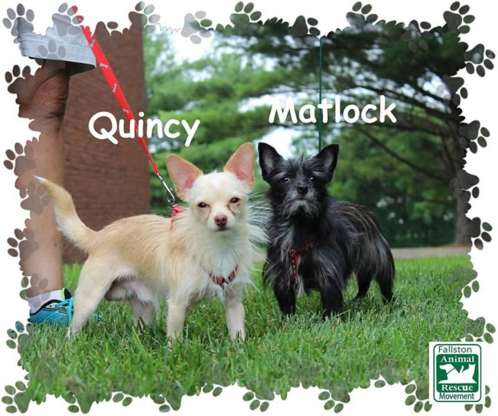 Quincy & Matlock 1