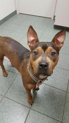 Brooklyn, an adoptable Rhodesian Ridgeback in Rocklin, CA, 95677 | Photo Image 3