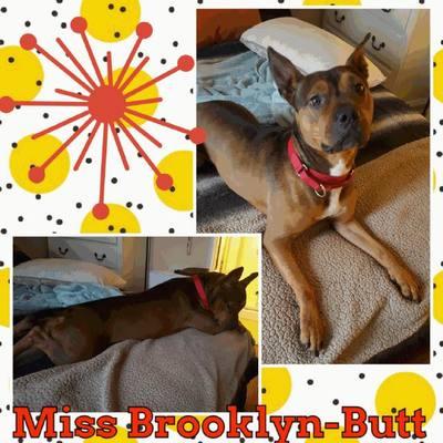 Brooklyn, an adoptable Rhodesian Ridgeback in Rocklin, CA, 95677 | Photo Image 4