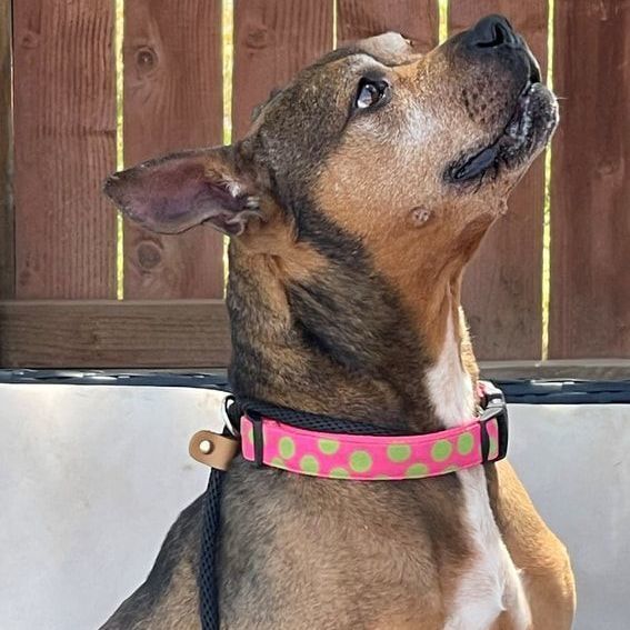 Brooklyn, an adoptable Rhodesian Ridgeback in Rocklin, CA, 95677 | Photo Image 1