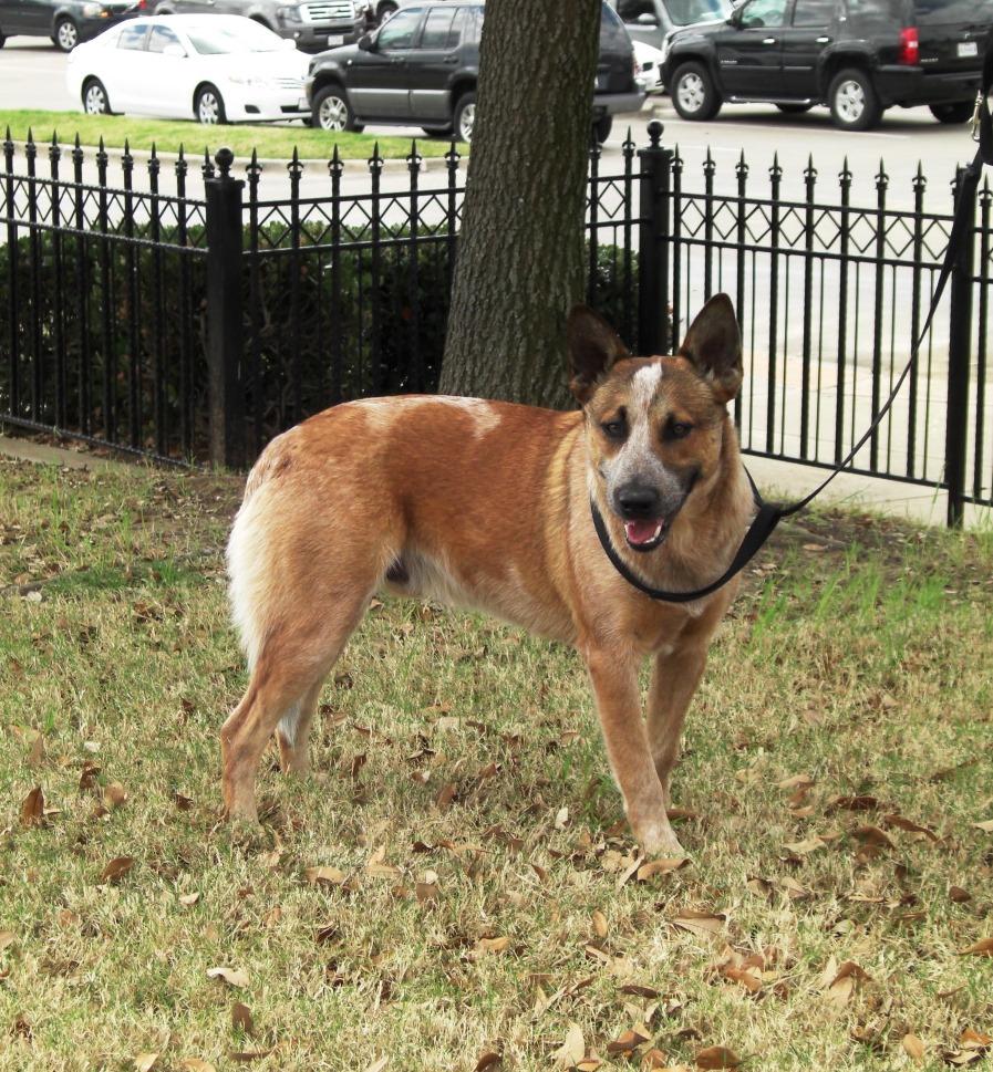 Nutmeg, an adoptable Australian Cattle Dog / Blue Heeler, Terrier in Dallas, TX, 75211 | Photo Image 1
