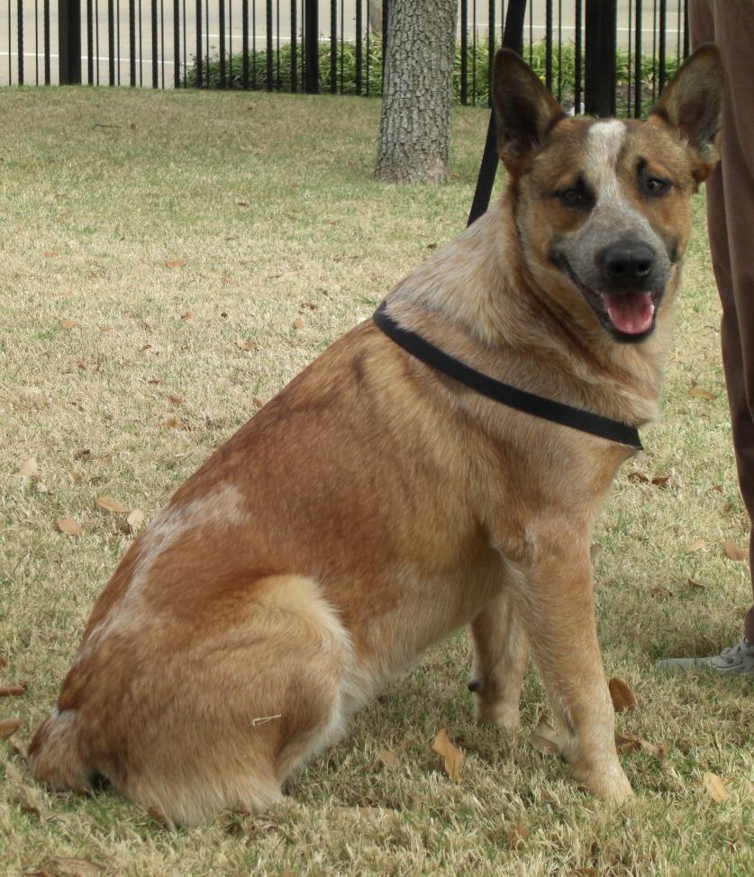 Nutmeg, an adoptable Australian Cattle Dog / Blue Heeler, Terrier in Dallas, TX, 75211 | Photo Image 2